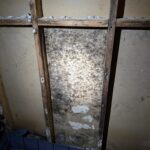 Black mold