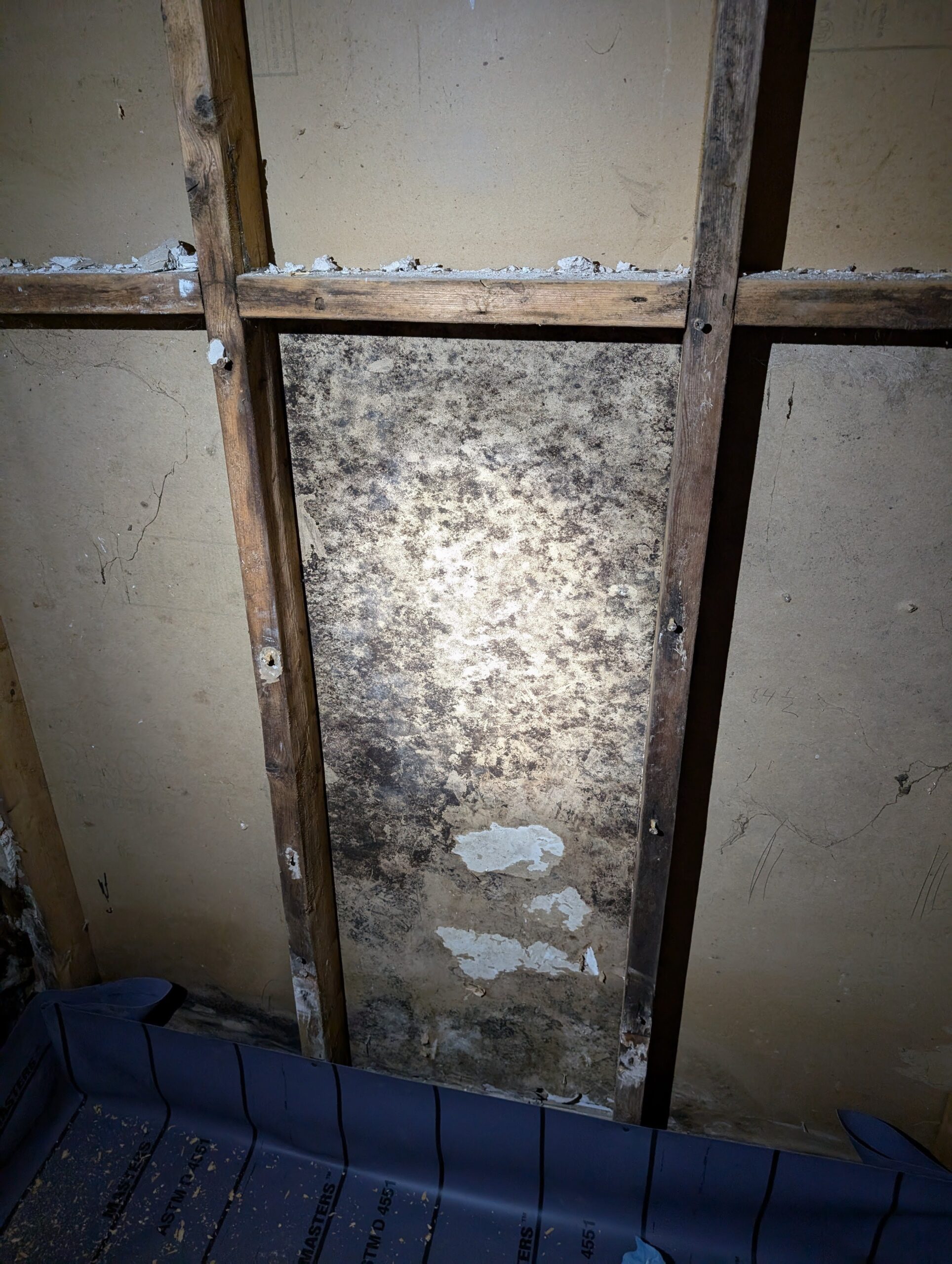 Black mold